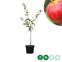 Opruiming | Malus Notarisappel
