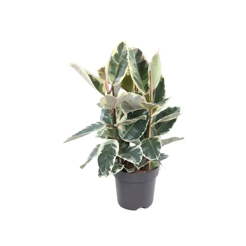 Ficus Tineke | Online bestelbaar