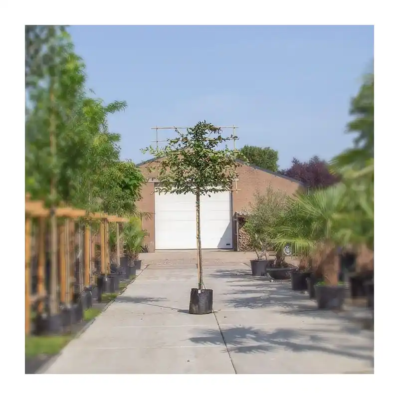 Bestel vandaag | Parrotia persica - leiboom