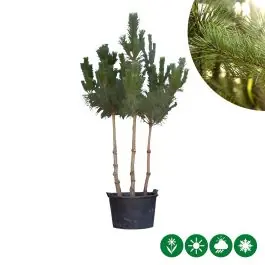 Pinus sylvestris - meerstammig | Nieuw binnen