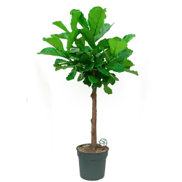 Ficus Lyrata op stam - Nieuw binnengekomen