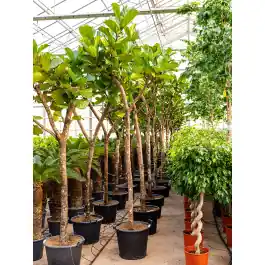 Ficus Lyrata op stam | Topdeal