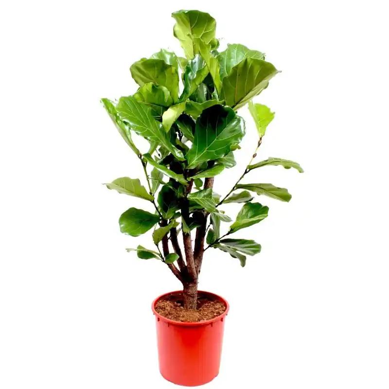 Makkelijk bestellen | Ficus Lyrata vertakt
