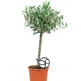 Nieuw | Olea Europaea op stam S