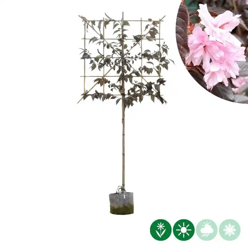 Prunus Royal Burgundy - leiboom | Goed beoordeeld