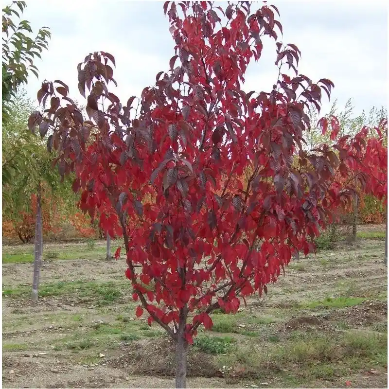 Lage prijs | Prunus Royal Burgundy - meerstammig