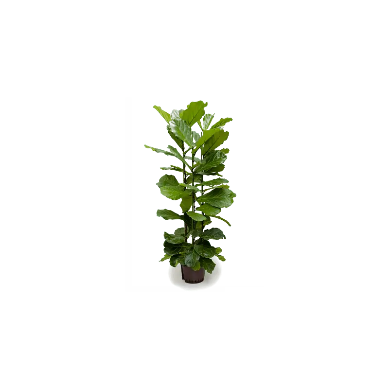 Ficus Lyrata | Hoge kwaliteit