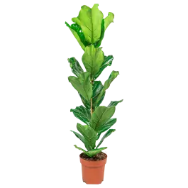 Nieuw binnen | Ficus lyrata straight