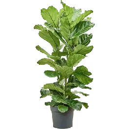 Bespaar meer | Ficus lyrata straight