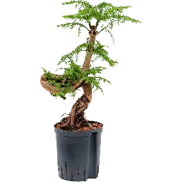 Klaar voor verzending - Araucaria cunninghamii