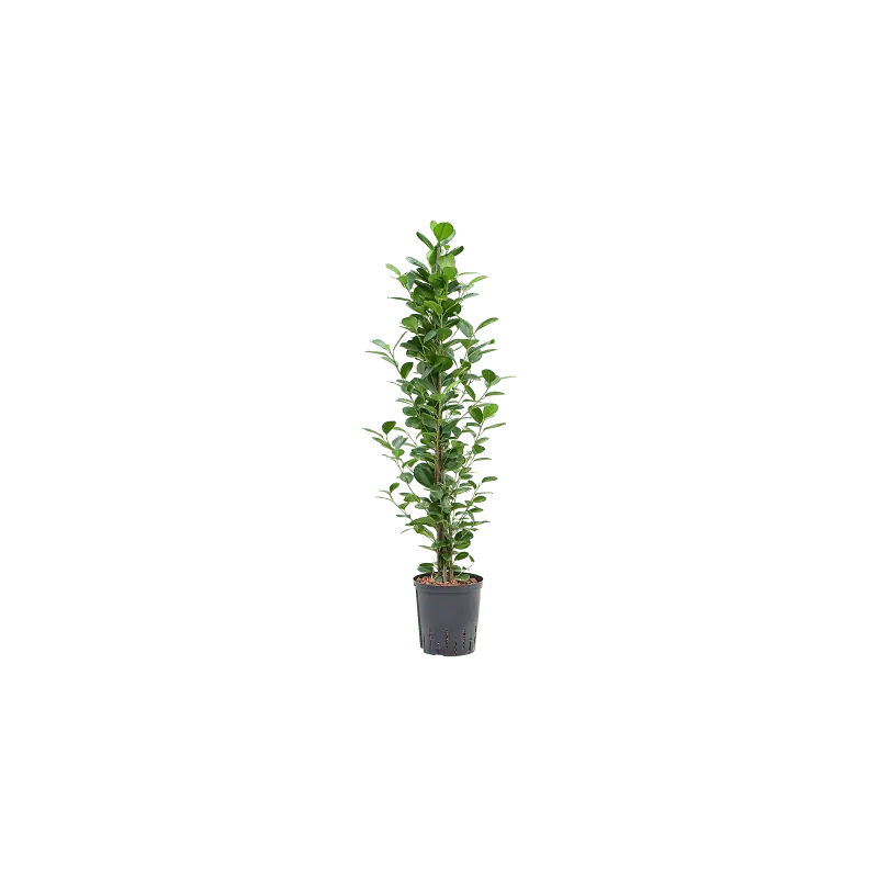 Bestel vandaag - Ficus Moclame