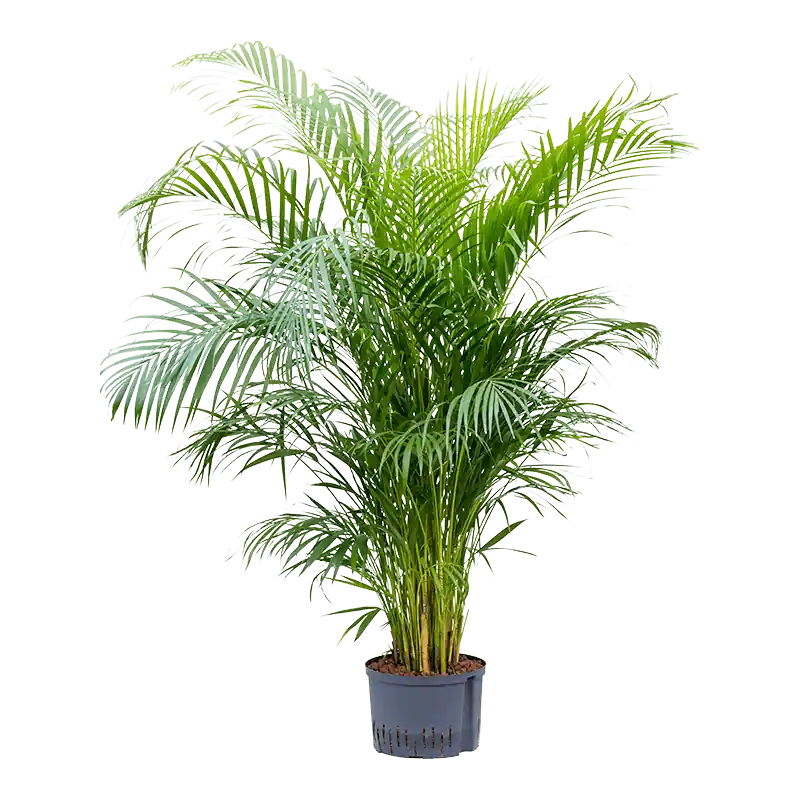 Extra voordeel - Areca lutescens