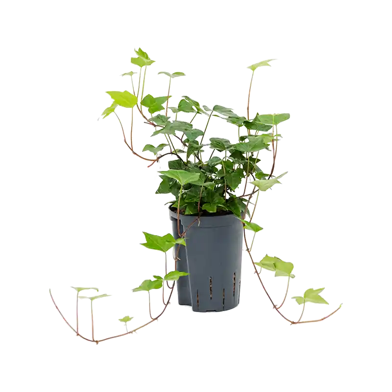 Prijs verlaagd | Hedera Montgomery