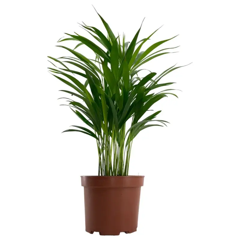 Areca lutescens | Favoriet van klanten