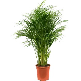Areca Lutescens M - Superprijs