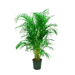 Areca Lutescens L | Goed beoordeeld