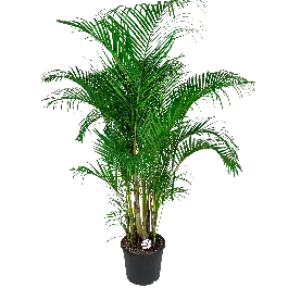 Areca Lutescens XXL | Hoog gewaardeerd