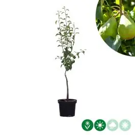 Pyrus Doyenne du Comice - Prijs verlaagd