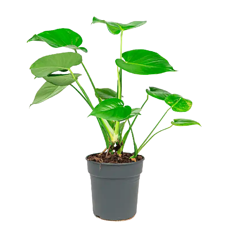 Monstera Deliciosa - Nog maar een paar beschikbaar