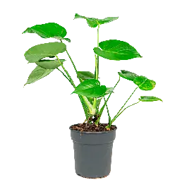 Monstera deliciosa - Topdeal