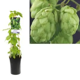 Humulus Nordbrau | Nieuw