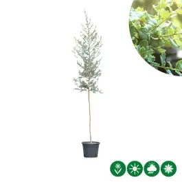 Quercus suber - Prijsverlaging