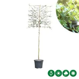 Quercus suber - leiboom - Prijs verlaagd