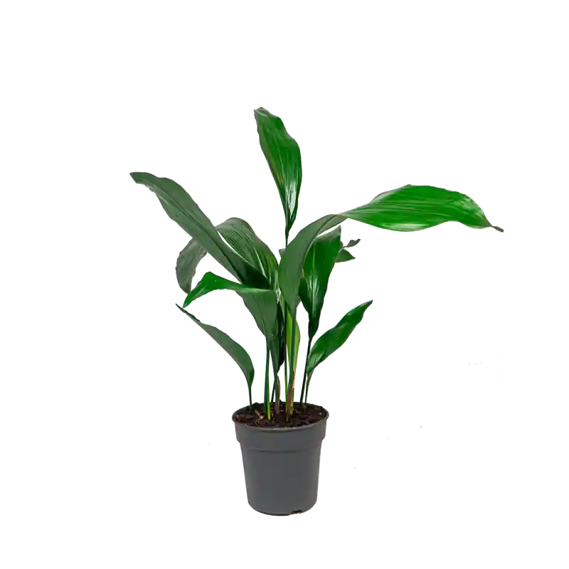 Flitsaanbieding - Aspidistra elatior