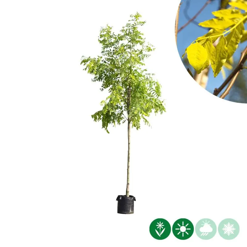 Voeg toe aan winkelwagen - Robinia Frisia