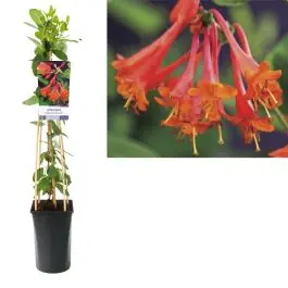 Lonicera Dropmore Scarlet - Wees er snel bij