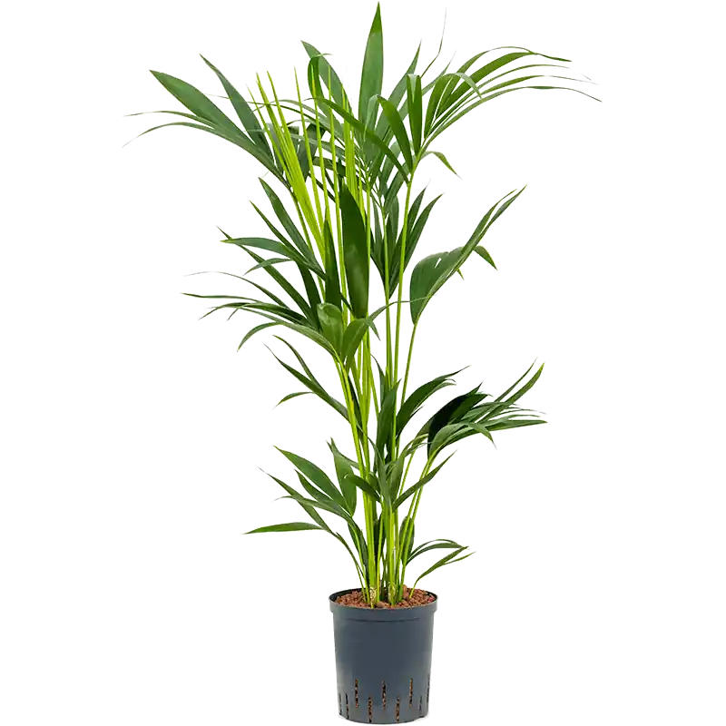 Nieuw | Kentia Howea 100 cm