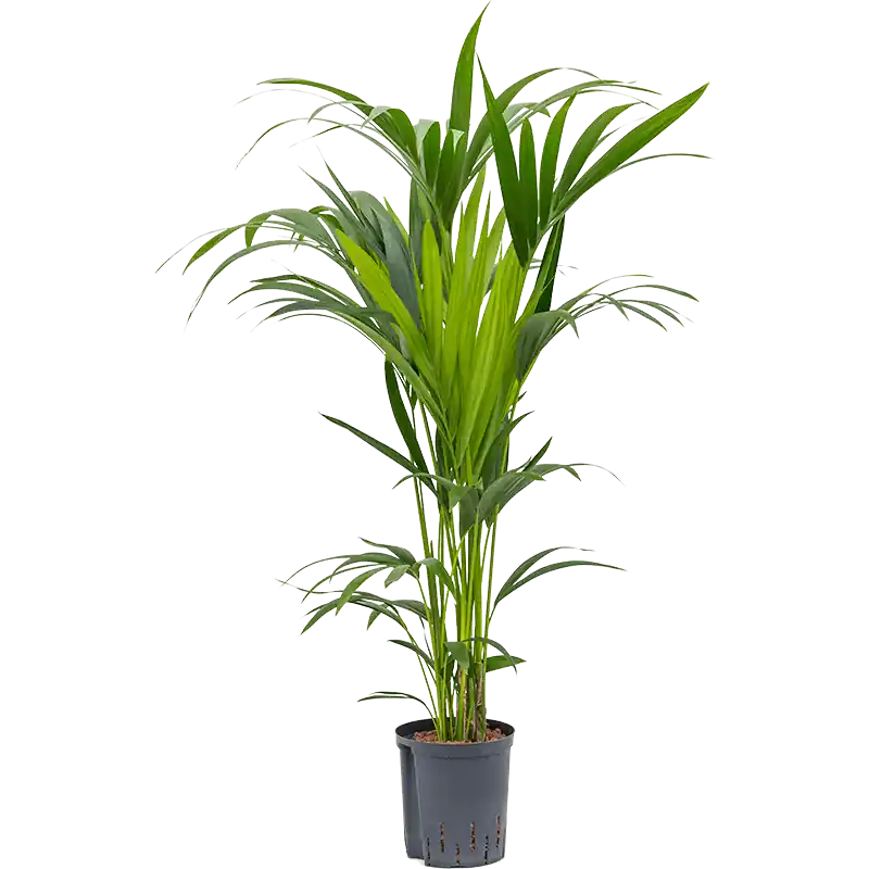 Kentia Howea 120 cm - Actieprijs