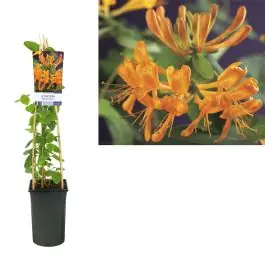 Voordelig - Lonicera tellmanniana