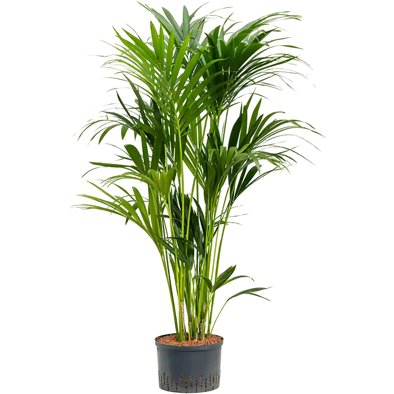 Kentia Howea 140 cm - Nieuw gelanceerd