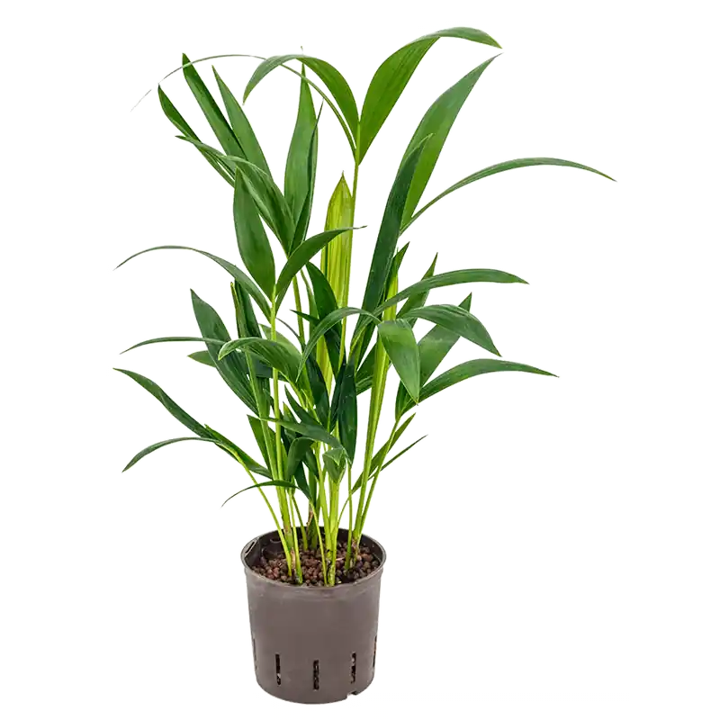 Kentia Howea 40 cm - Korting