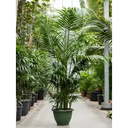 Uitverkoop - Kentia Howea XXXXL