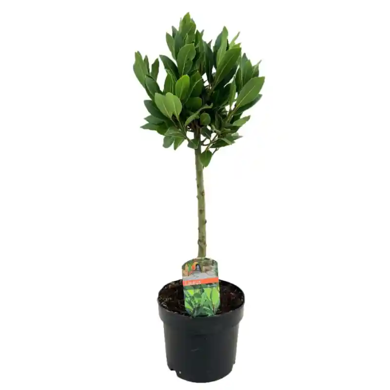 Net gelanceerd - Laurus nobilis op stam