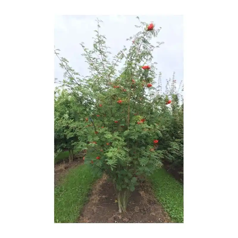 Wees er snel bij - Sorbus aucuparia - meerstammig