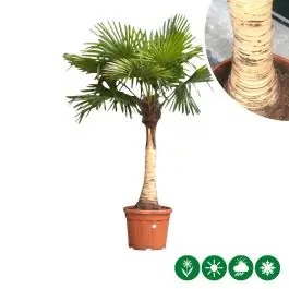 Voeg toe aan winkelwagen - Trachycarpus fortunei - gestripte stam fijn