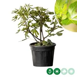 Ficus Panachee - meerstammig | Tijdelijke aanbieding