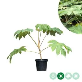 Tetrapanax Rex - Opruiming