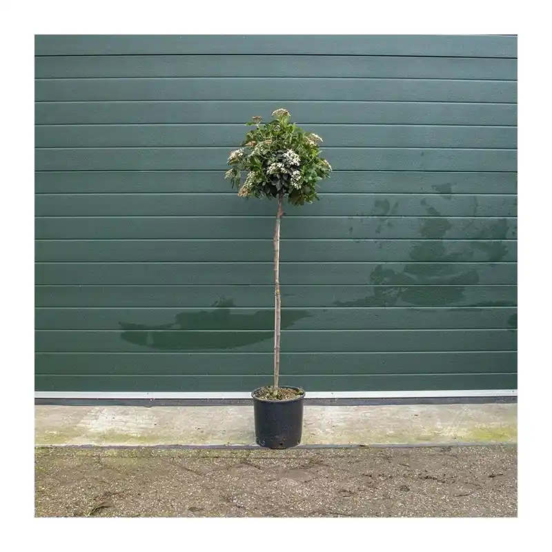 Viburnum tinus - Favoriet van klanten