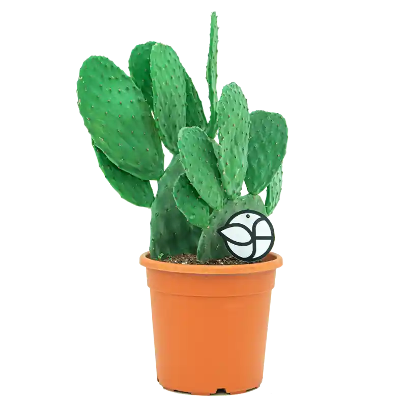 Opuntia Indica | Topproduct
