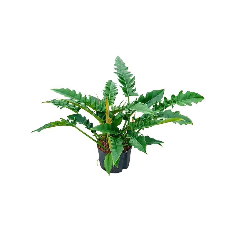 Philodendron Narrow - Veel gevraagd
