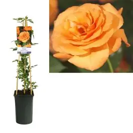 Rosa Orange Climber - Trending