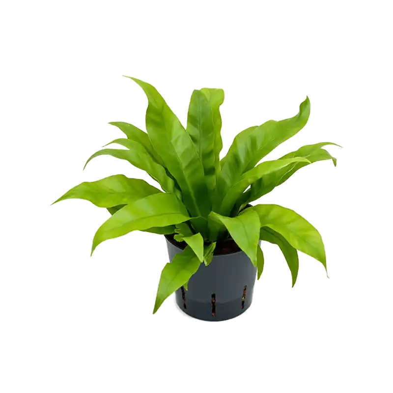 Veel voordeel - Asplenium antiquum