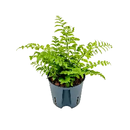 Direct leverbaar | Asplenium Parvati