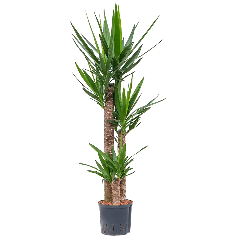 Yucca Elephantipes toef | Extra voordeel