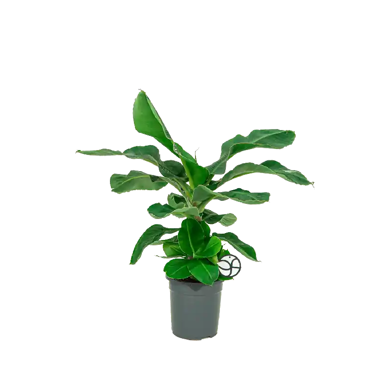 Musa Dwarf Cavendish | Online kopen