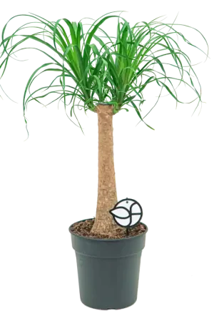 Aanbieding - Beaucarnea recurvata